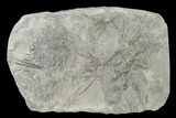Fossil Urchin (Archaeocidaris) Plate - Missouri #135555-1